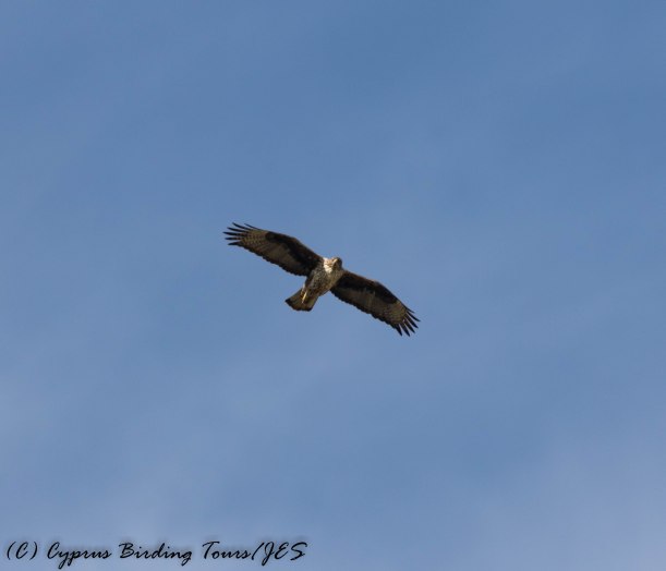 Bonelli's Eagle, Agios Sozomenos 17th January 2017 (c) Cyprus Birding Tours