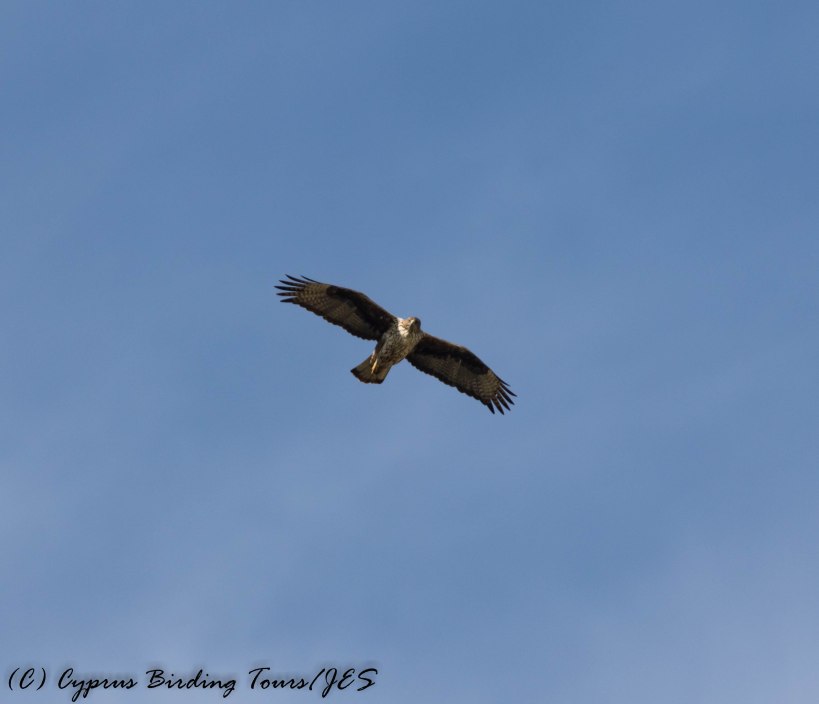 Bonelli's Eagle, Agios Sozomenos 17th January 2017 (c) Cyprus Birding Tours