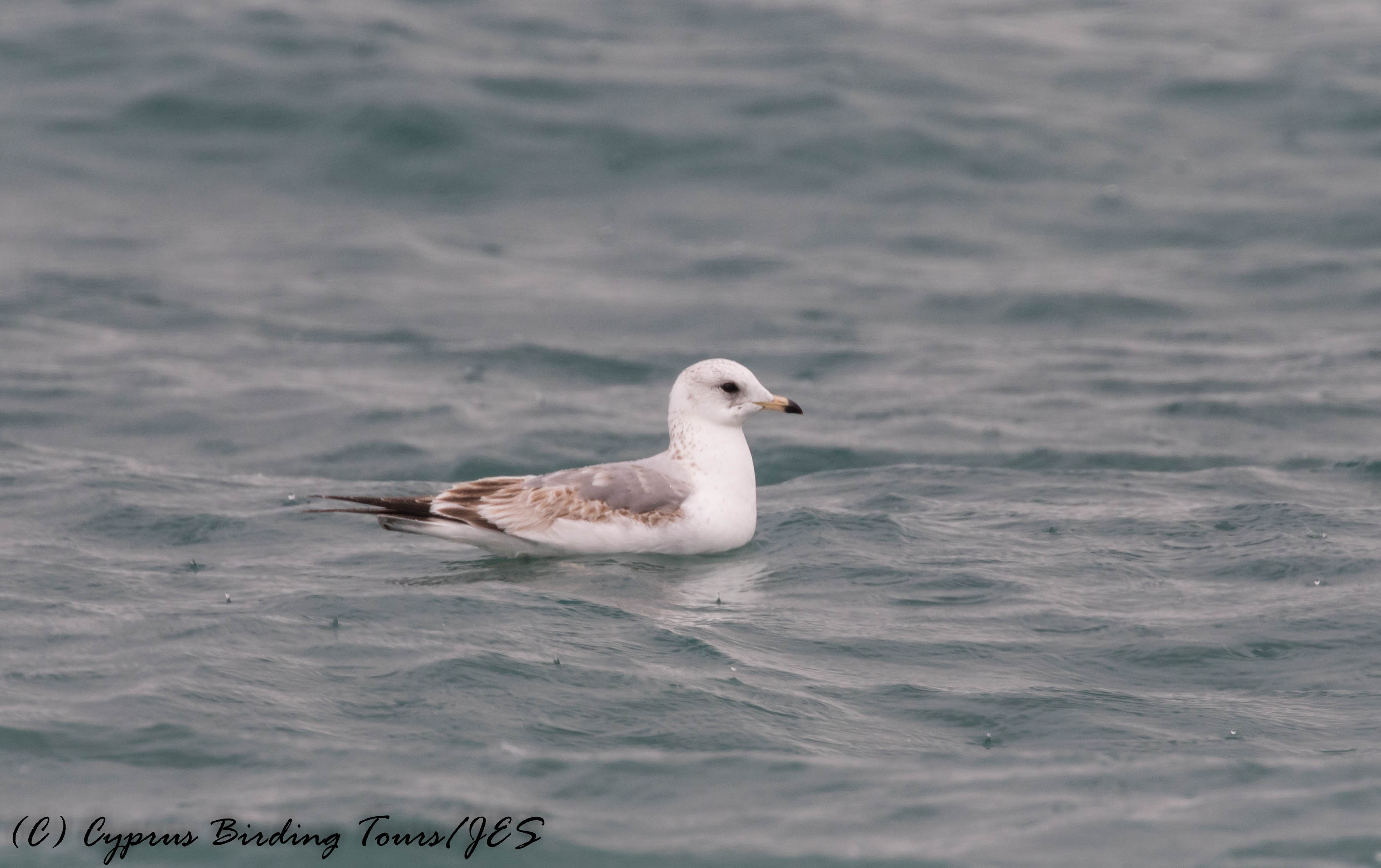 Common Gull, Lady's Mile 8th January 2017 (c) Cyprus Birding Tours