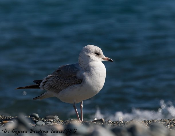 Common Gull, Lady's Mile 13th January 2017 (c) Cyprus Birding Tours