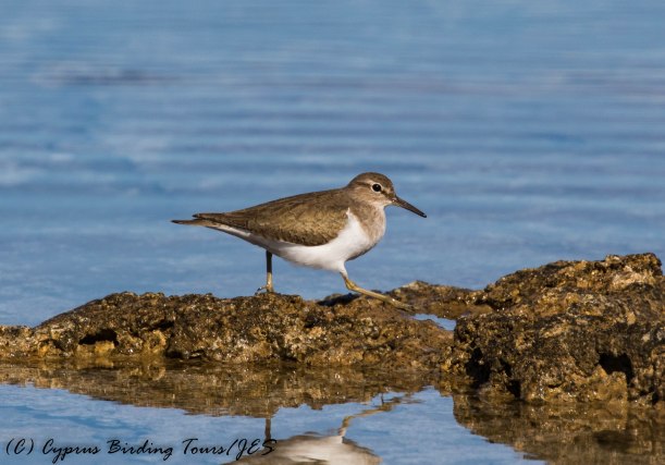 Common Sandpiper, Agia Trias, 11th January 2017 (c) Cyprus Birding Tours