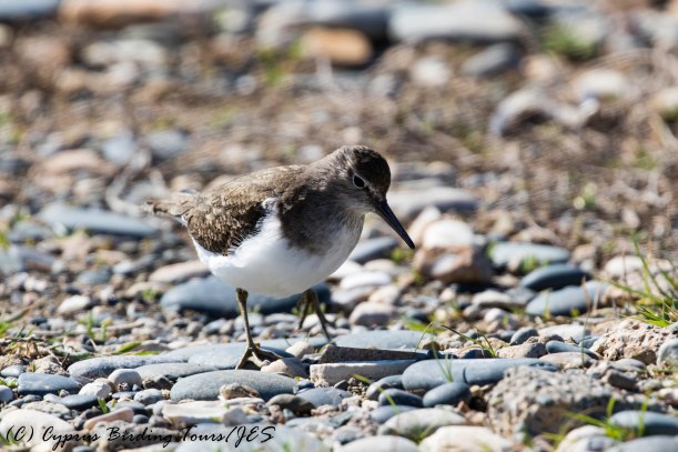Common Sandpiper, Ormidia, 28th January 2017 (c) Cyprus Birding Tours