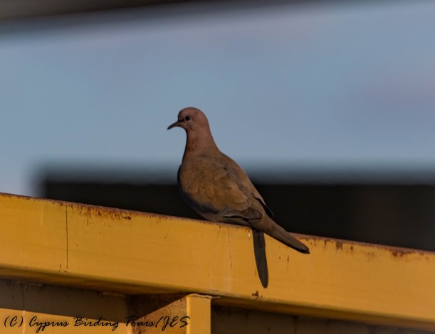 Laughing Dove, Aradippou, 28th January 2017 (c) Cyprus Birding Tours