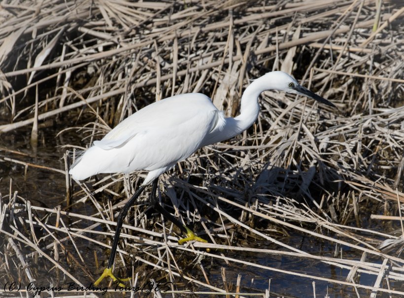 Little Egret, Zakaki Marsh, 25th January 2017 (c) Cyprus Birding Tours