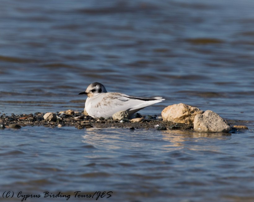 Little Gull, Lady's Mile 13th January 2017 (c) Cyprus Birding Tours
