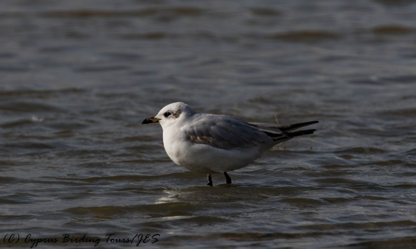 First winter Mediterranean Gull, Lady's Mile 5th January 2017 (c) Cyprus Birding Tours