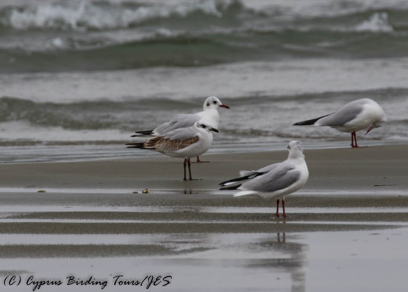Mediterranean Gull, 1st winter, Oroklini Beach 8th January 2017 (c) Cyprus Birding Tours