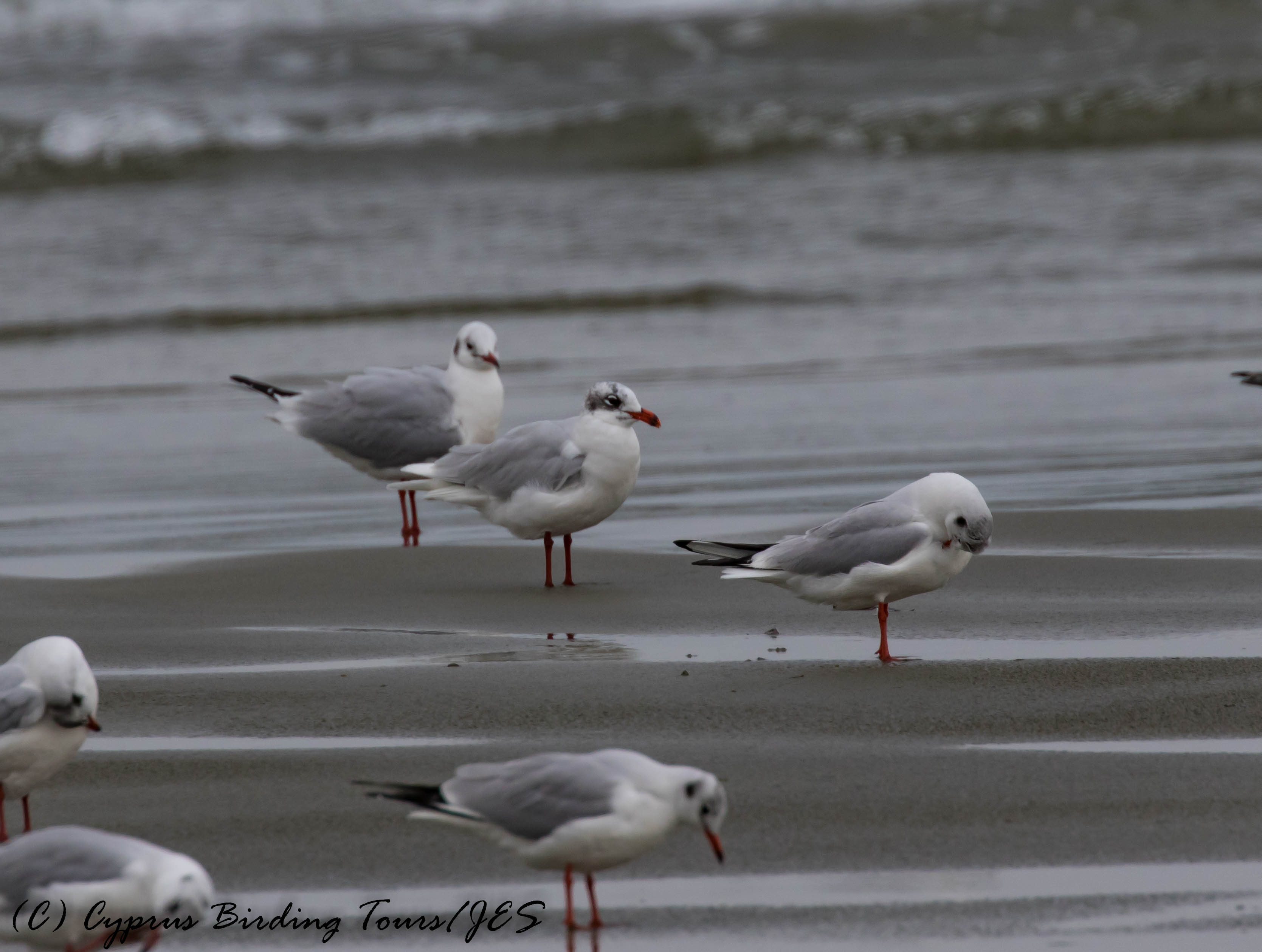 Mediterranean Gull, adult, Oroklini Beach 8th January 2017 (c) Cyprus Birding Tours