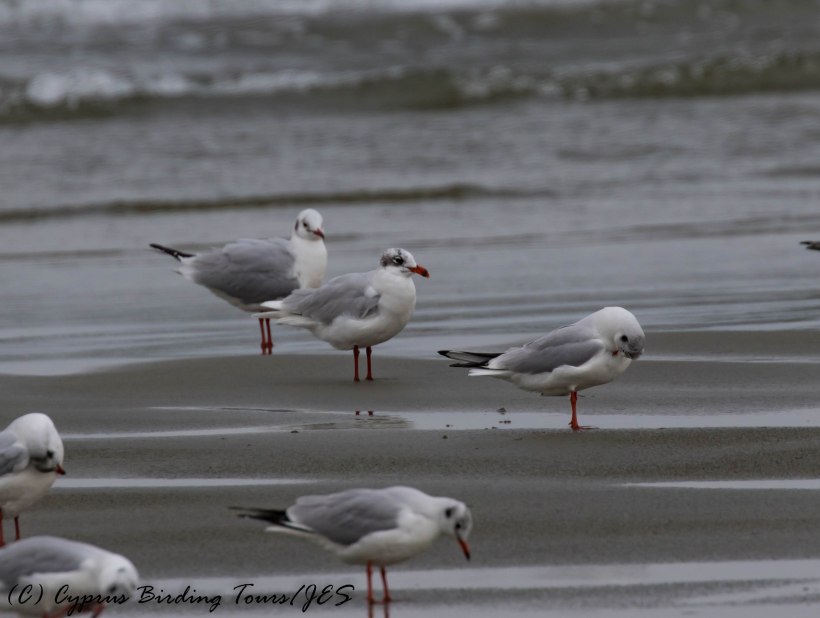 Mediterranean Gull, adult, Oroklini Beach 8th January 2017 (c) Cyprus Birding Tours