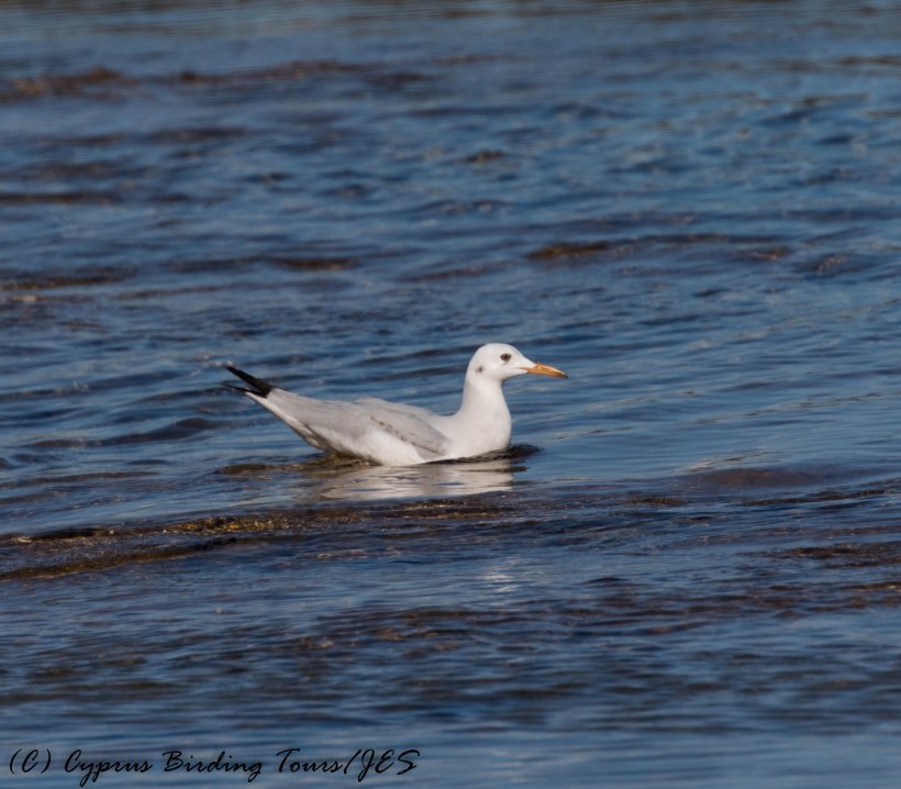 Slender-billed Gull, Agia Trias 11th January 2017 (c) Cyprus Birding Tours