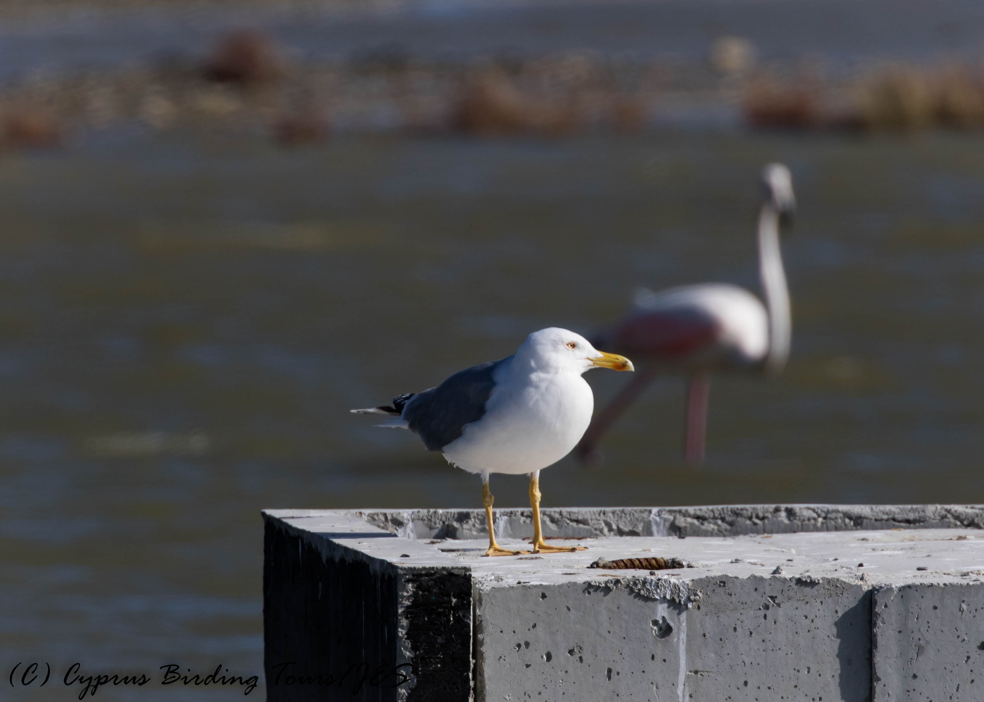 Yellow-legged Gull, Lady's Mile 25th January 2017 (c) Cyprus Birding Tours