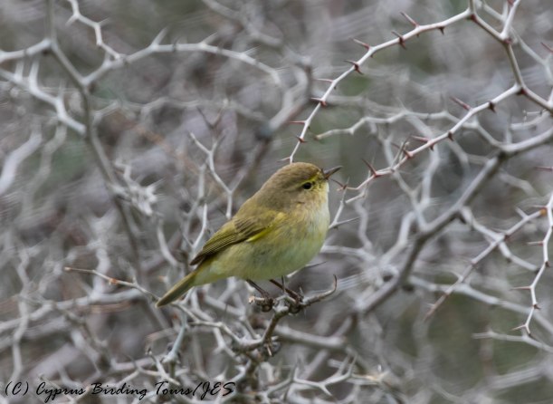 Common Chiffchaff, Agios Sozomenos 6th February 2017 (c) Cyprus Birding Tours