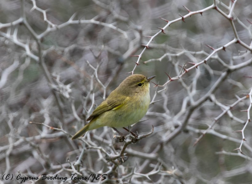 Common Chiffchaff, Agios Sozomenos 6th February 2017 (c) Cyprus Birding Tours