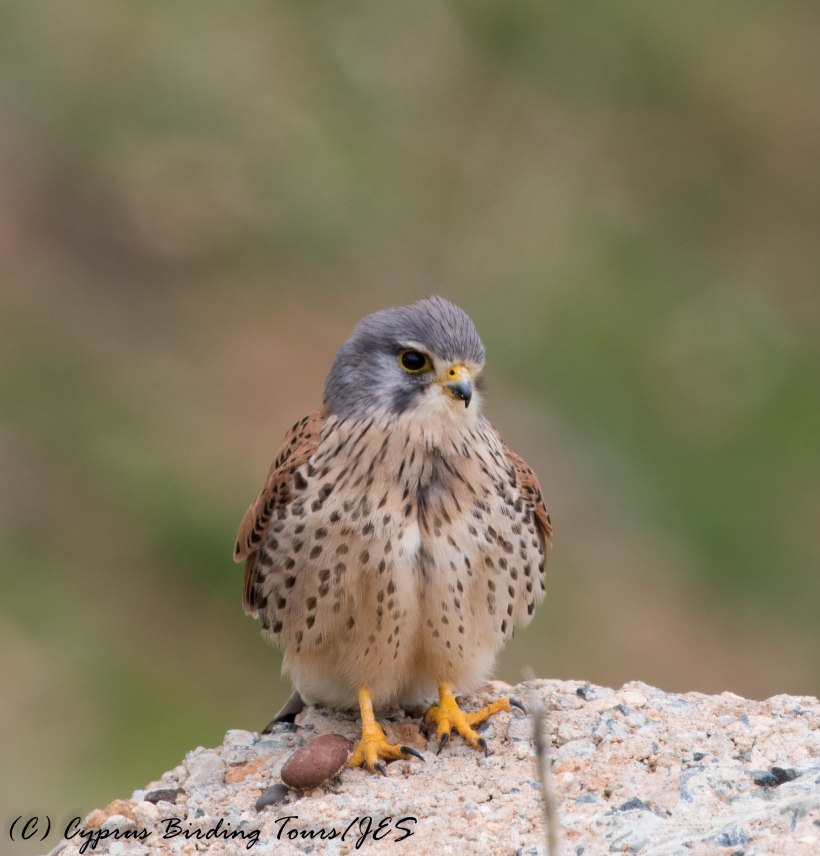 Common Kestrel, Anarita Mast, 31st January 2017 (c) Cyprus Birding Tours