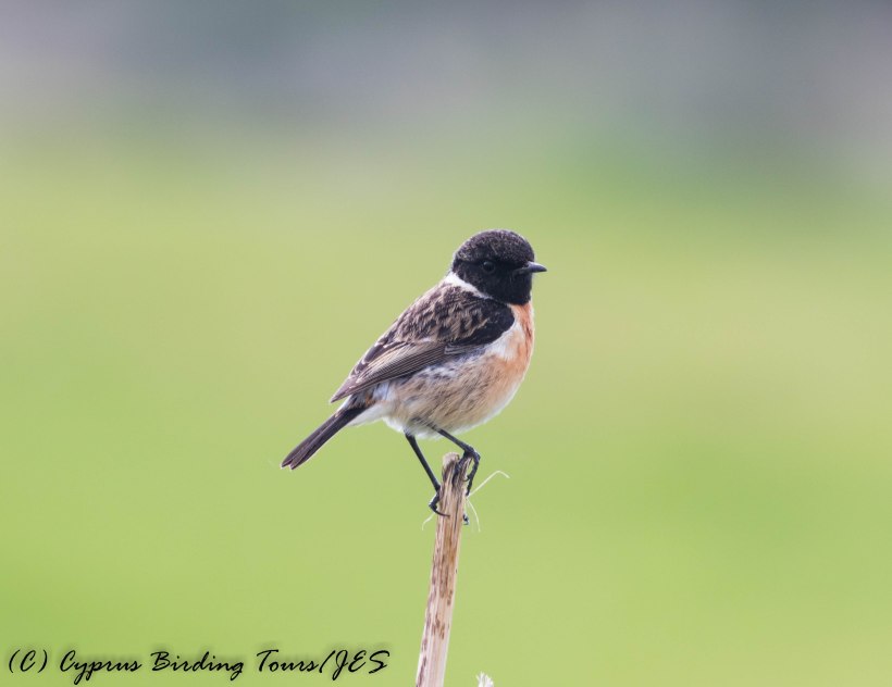 Common Stonechat, Anarita Mast 31st January 2017 (c) Cyprus Birding Tours