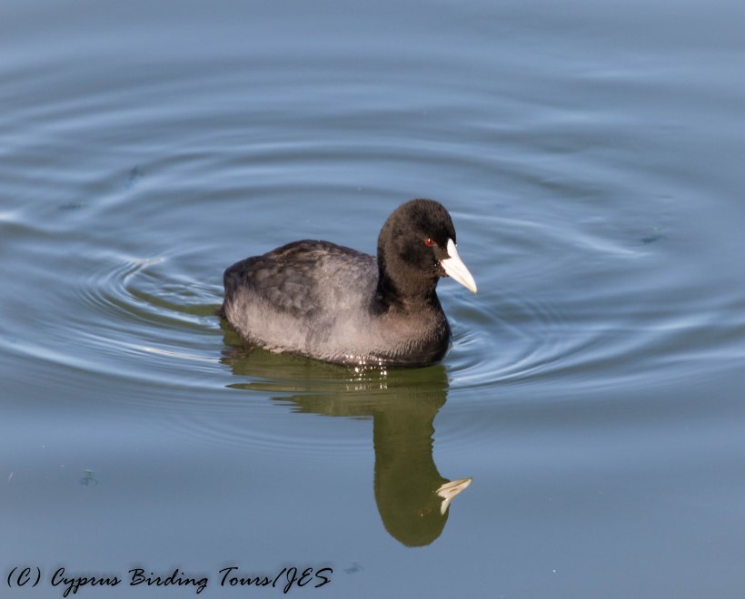 Eurasian Coot, Manglis Lake 2nd February 2017 (c) Cyprus Birding Tours