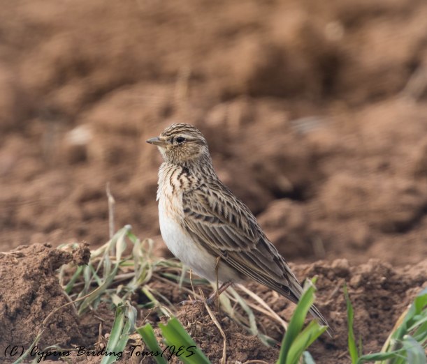Eurasian Skylark, Mandria, 31st January 2017 (c) Cyprus Birding Tours