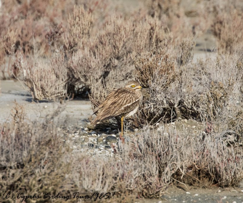 Eurasian Stone Curlew 4, Larnaca Salt Lake, 26th February 2017 (c) Cyprus Birding Tours