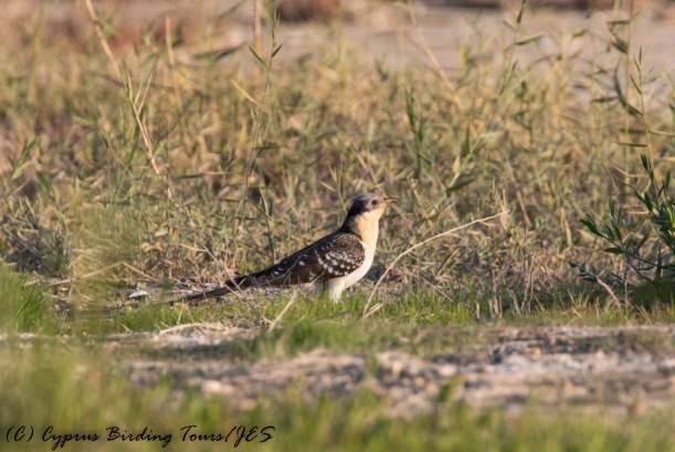 Great Spotted Cuckoo, Larnaca Salt Lake 3rd February 2017 (c) Cyprus Birding Tours
