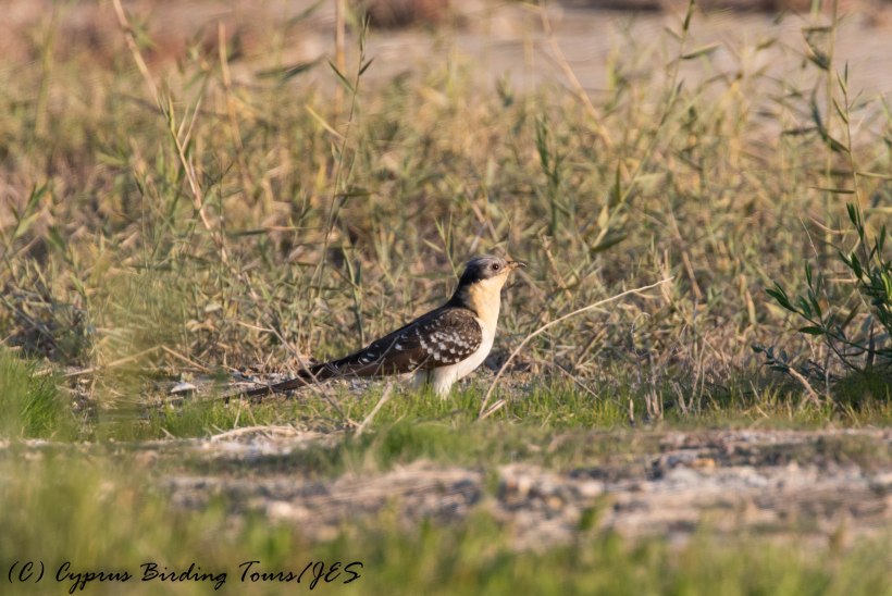 Great Spotted Cuckoo, Larnaca Salt Lake 3rd February 2017 (c) Cyprus Birding Tours