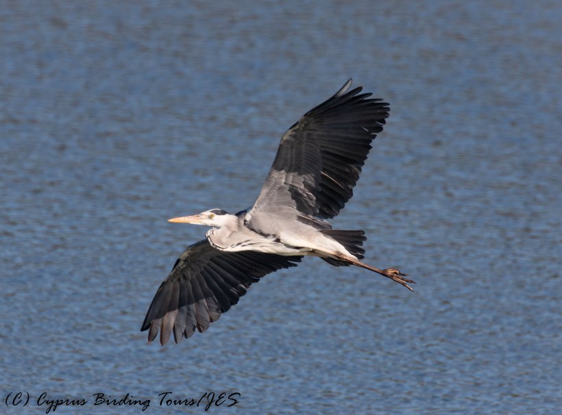 Grey Heron, Manglis Lake 2nd February 2017 (c) Cyprus Birding Tours