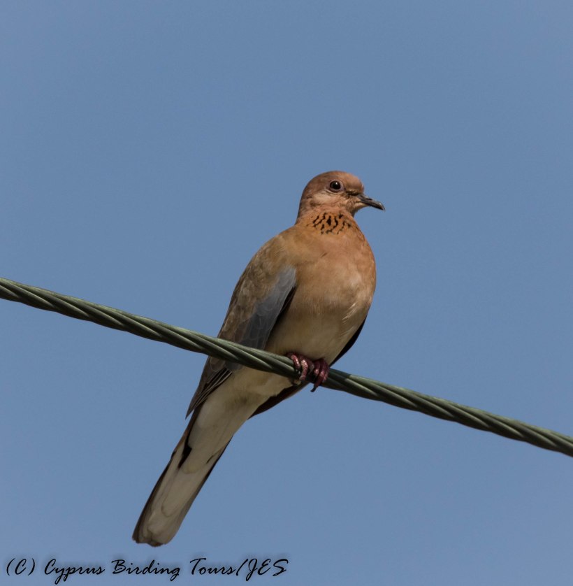Laughing Dove, Larnaca 26th February 2017 (c) Cyprus Birding Tours