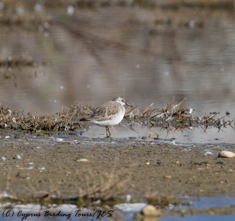 Red Knot, Zakaki, 31st January 2017 (c) Cyprus Birding Tours