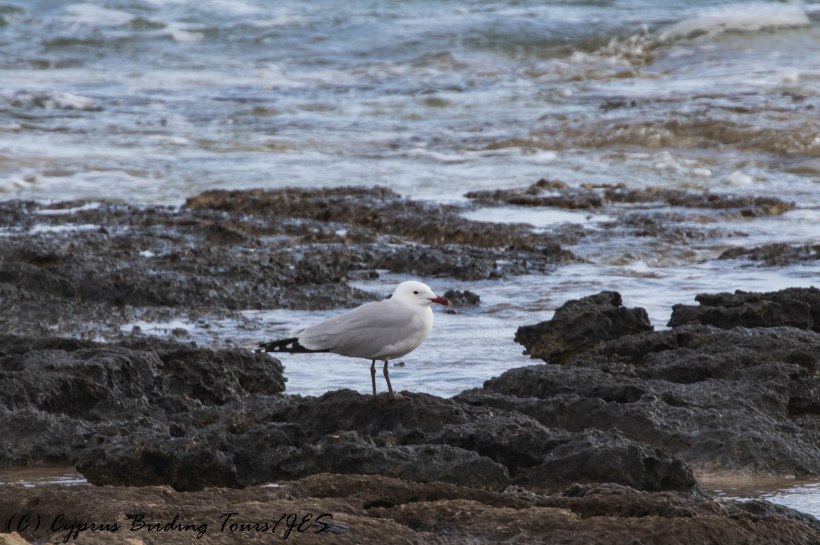 Audouin's Gull, Kermia Beach, 13th March 2017 (c) Cyprus Birding Tours