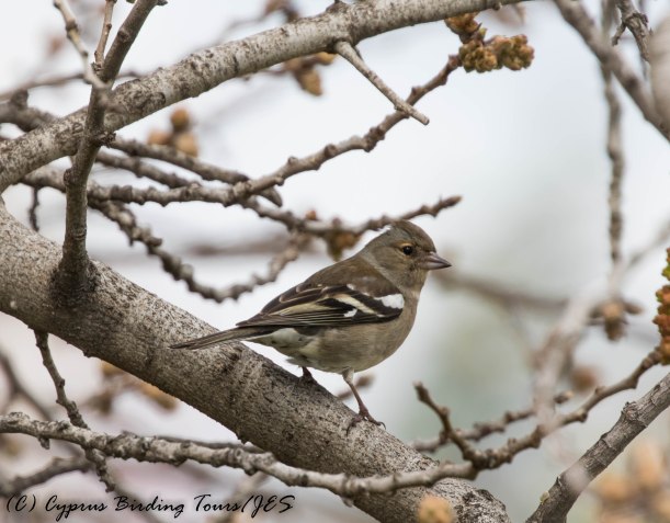 Female Common Chaffinch, Paphos Headland 3rd March 2017 (c) Cyprus Birding Tours