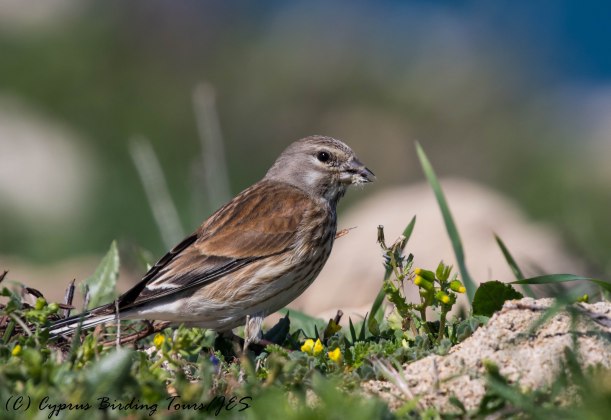 Common Linnet female, Paphos Headland 3rd March 2017 (c) Cyprus Birding Tours
