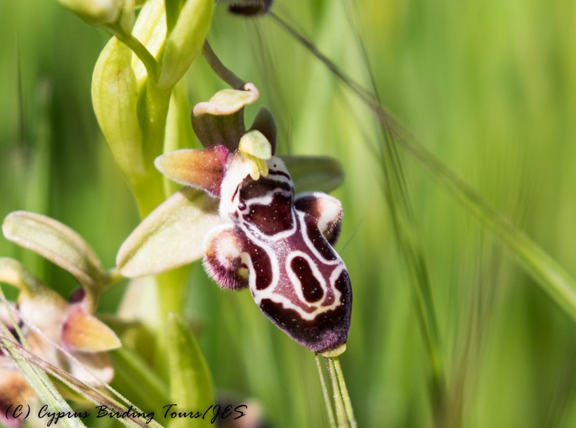 Cyprus Endemic Bee Orchid - Ophrys kotschyi Kotschy's Bee-orchid (c) Cyprus Birding Tours