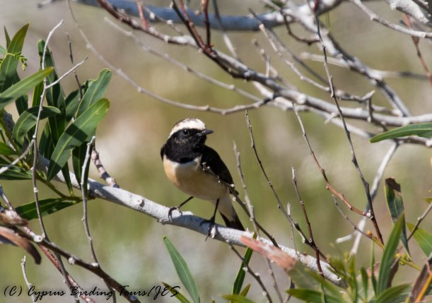 Cyprus Wheatear, Cape Greco 7th March 2017 (c) Cyprus Birding Tours