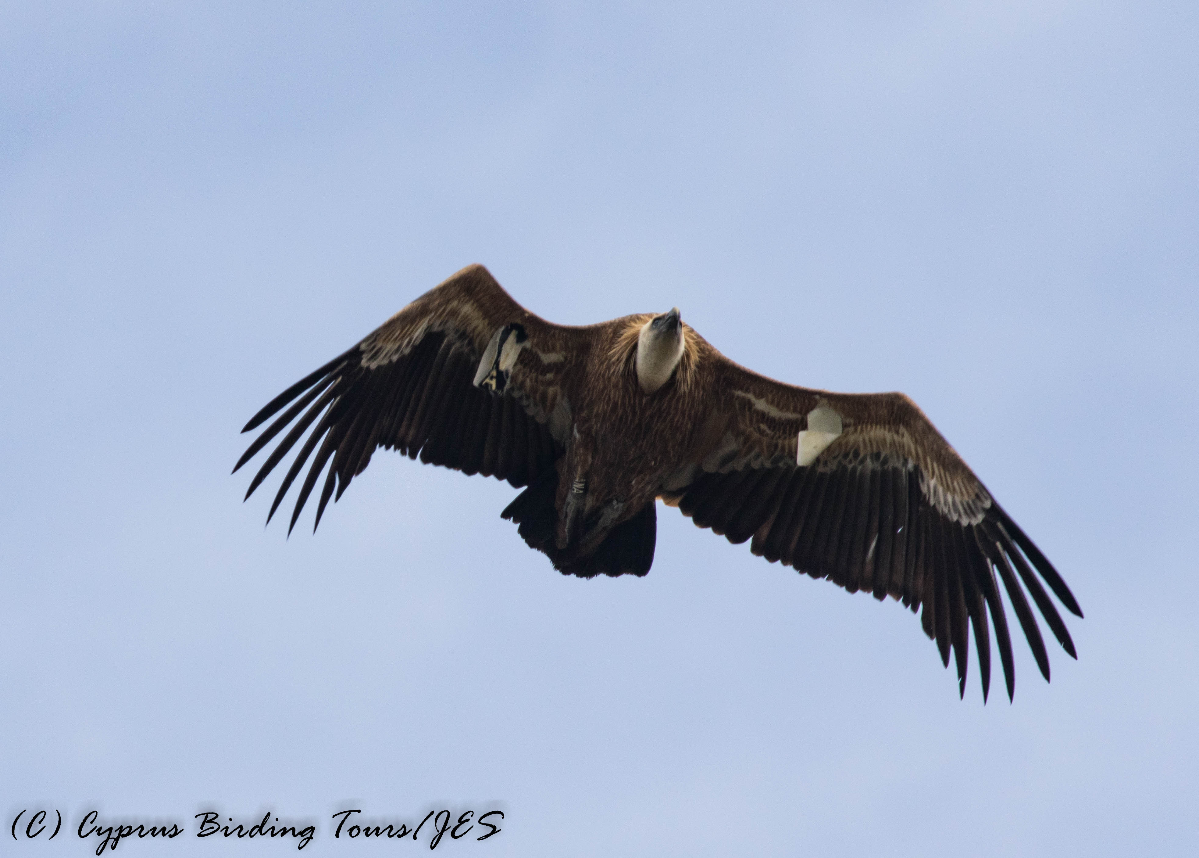 Eurasian Griffon Vulture, Archimandrita, 27th March 2017 (c) Cyprus Birding Tours