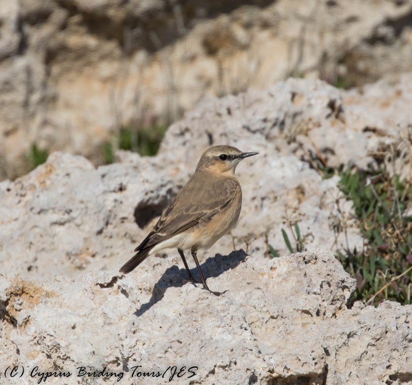 Isabelline Wheatear, Paphos Headland 3rd March 2017 (c) Cyprus Birding Tours