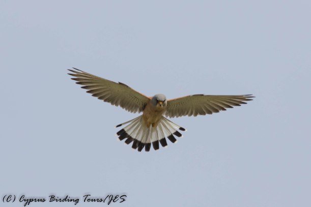 Lesser Kestrel, Anarita Park 10th March 2017 (c) Cyprus Birding Tours