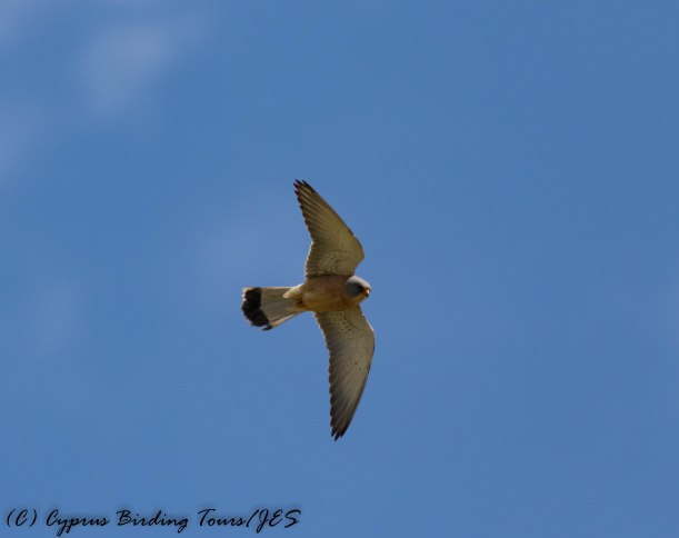 Lesser Kestrel, Anarita Park 15th March 2017 (c) Cyprus Birding Tours