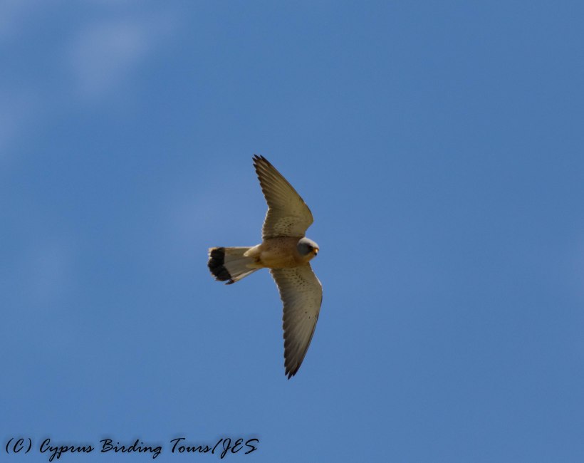 Lesser Kestrel, Anarita Park 15th March 2017 (c) Cyprus Birding Tours