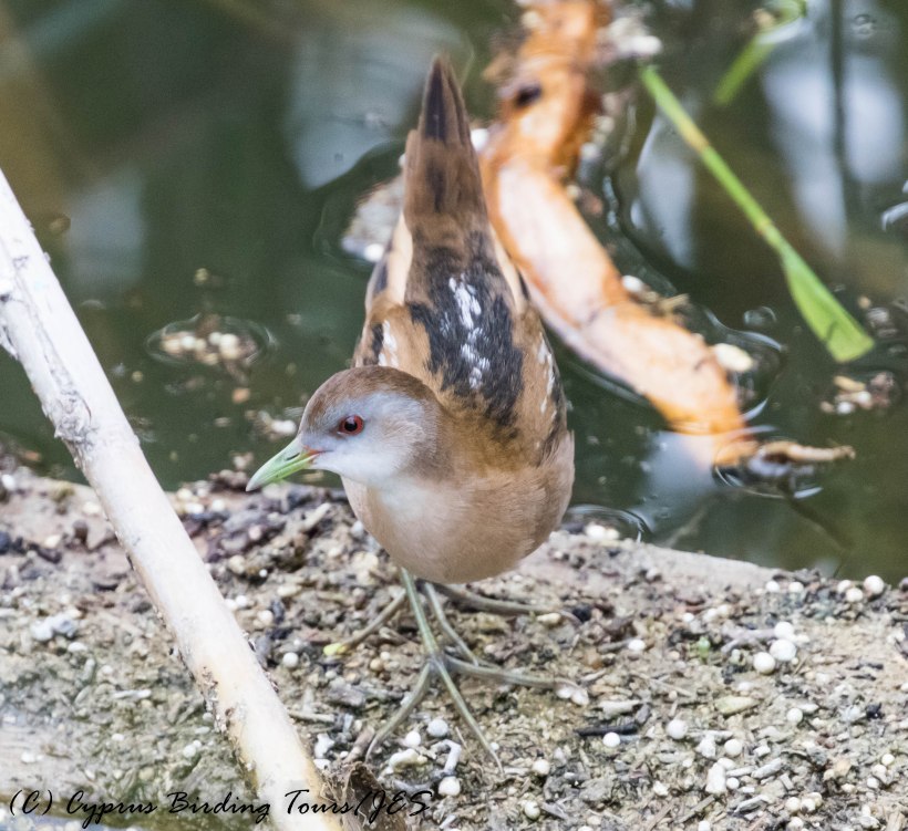 Little Crake, Larnaca Salt Lake, 17th March 2017 (c) Cyprus Birding Tours