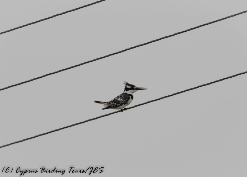Pied Kingfisher, Oroklini 17th March 2017 (c) Cyprus Birding Tours