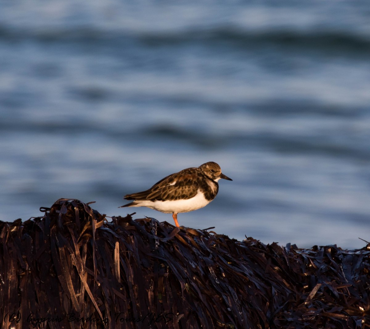 Ruddy Turnstone, Paphos Headland 28th March 2017 (c) Cyprus Birding Tours