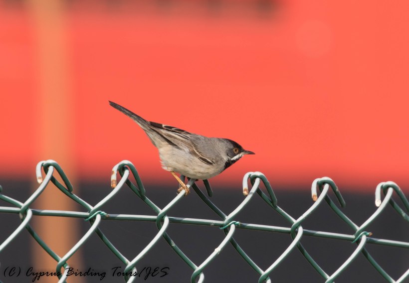 Ruppell's Warbler, Larnaca Sewage Works, 18th March 2017 (c) Cyprus Birding Tours