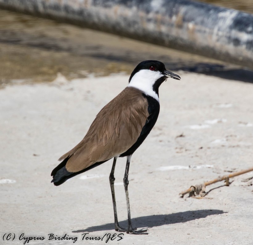 Spur-winged Lapwing, Larnaca Salt Lake 18th March 2017 (c) Cyprus Birding Tours