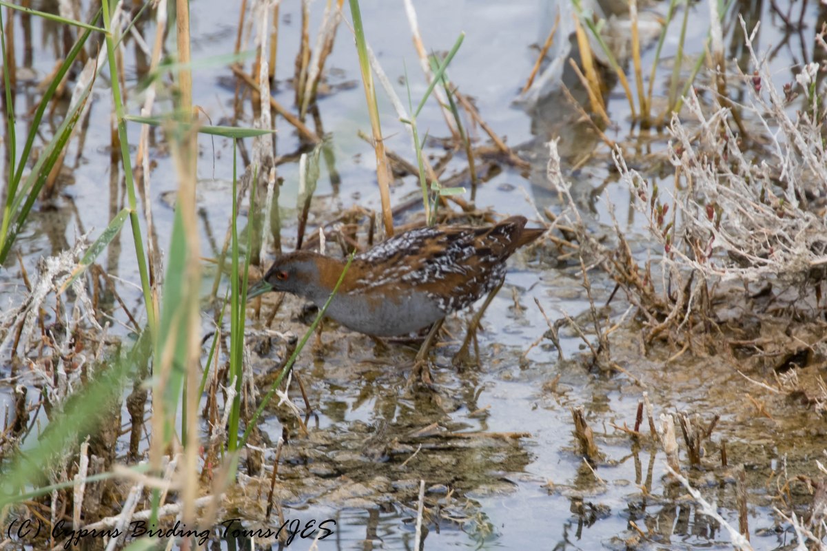 Baillon's Crake, Zakaki Marsh 26th April 2017 (c) Cyprus Birding Tours
