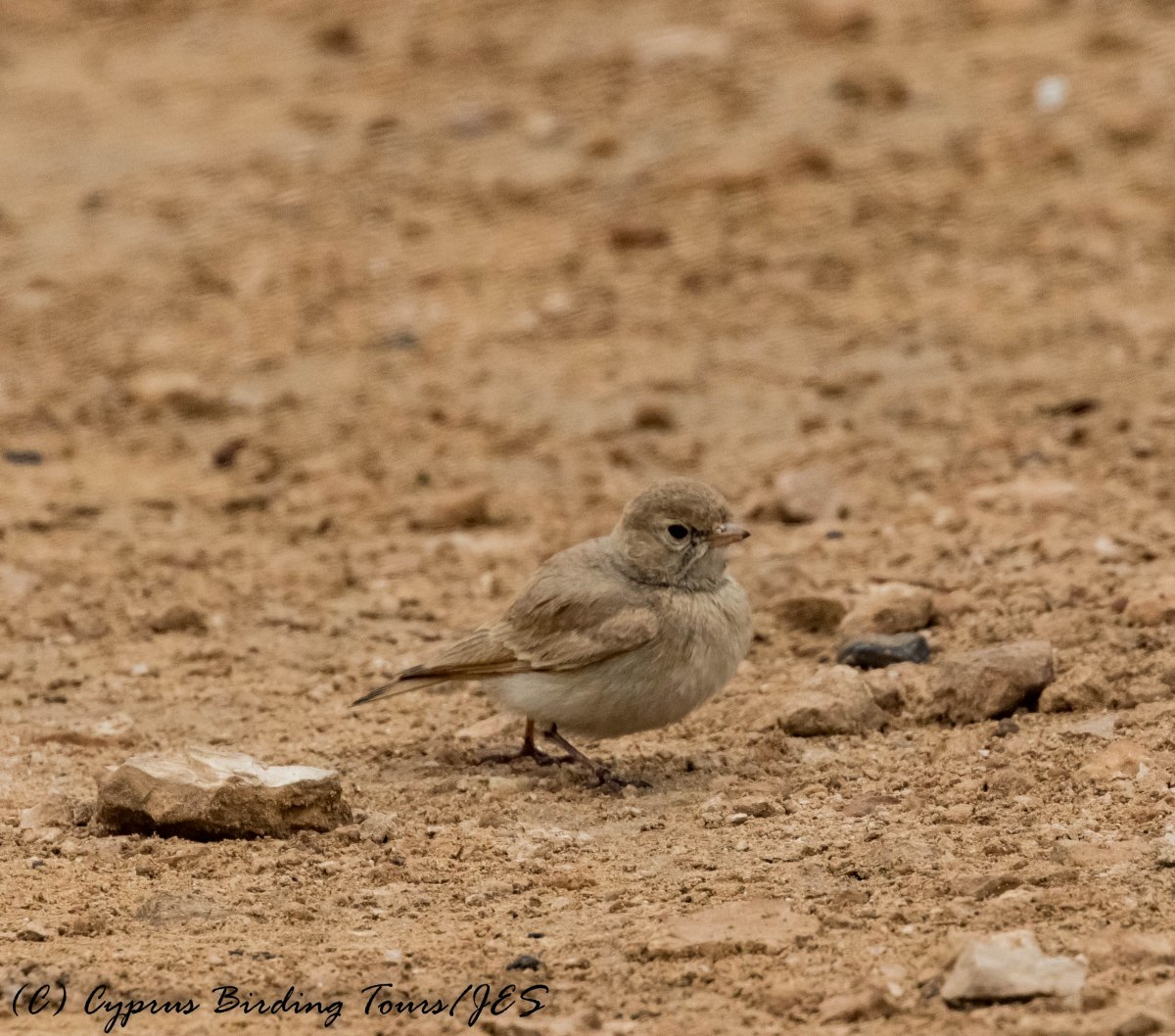 Bar-tailed Lark, Cape Greco 13th April 2017 (c) Cyprus Birding Tours