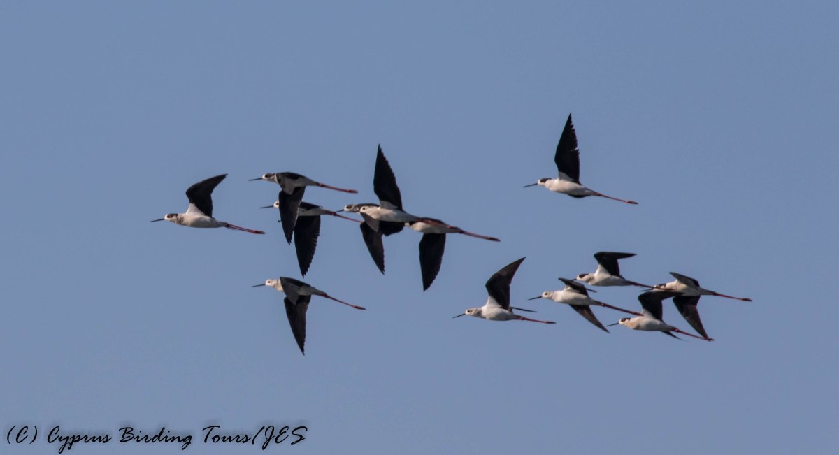 Black-winged Stilt, Timi Beach 5th April 2017 (C) Cyprus Birding Tours
