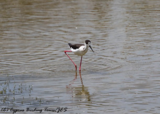 Black-winged Stilt, Oroklini Marsh 21st April 2017 (c) Cyprus Birding Tours