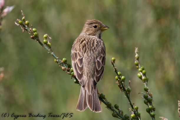 Corn Bunting, Anarita Park, 1st April 2017 (c) Cyprus Birding Tours