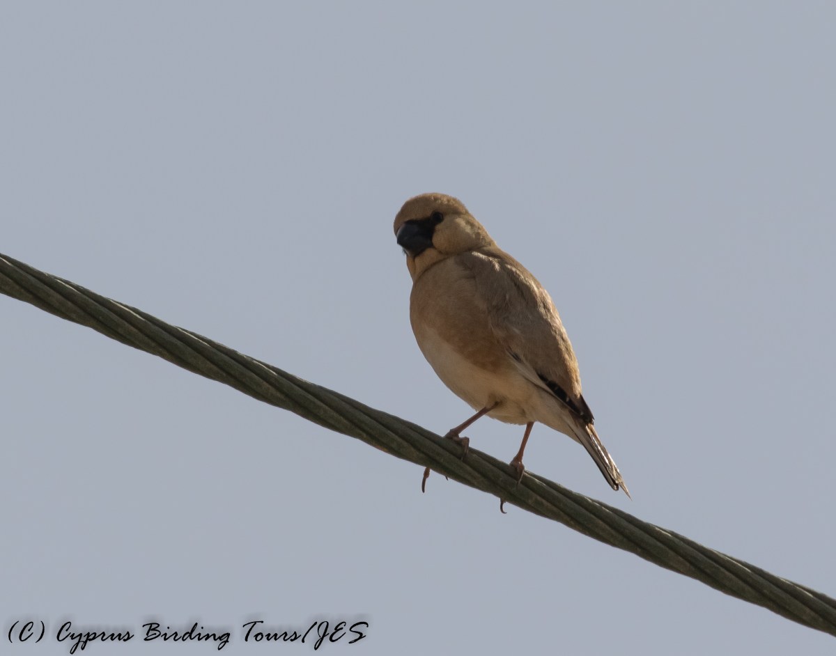 Desert Finch Cape Greco 30th April 2017 (c) Cyprus Birding Tours