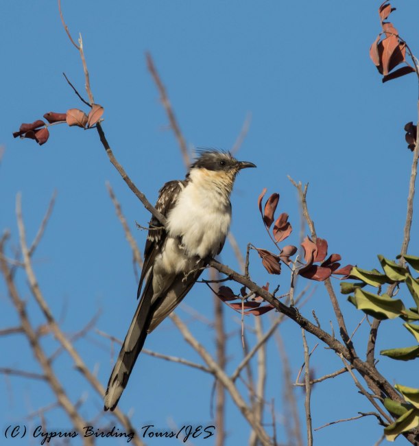 Great Spotted Cuckoo, Mennogeia, 23rd April 2017 (c) Cyprus Birding Tours