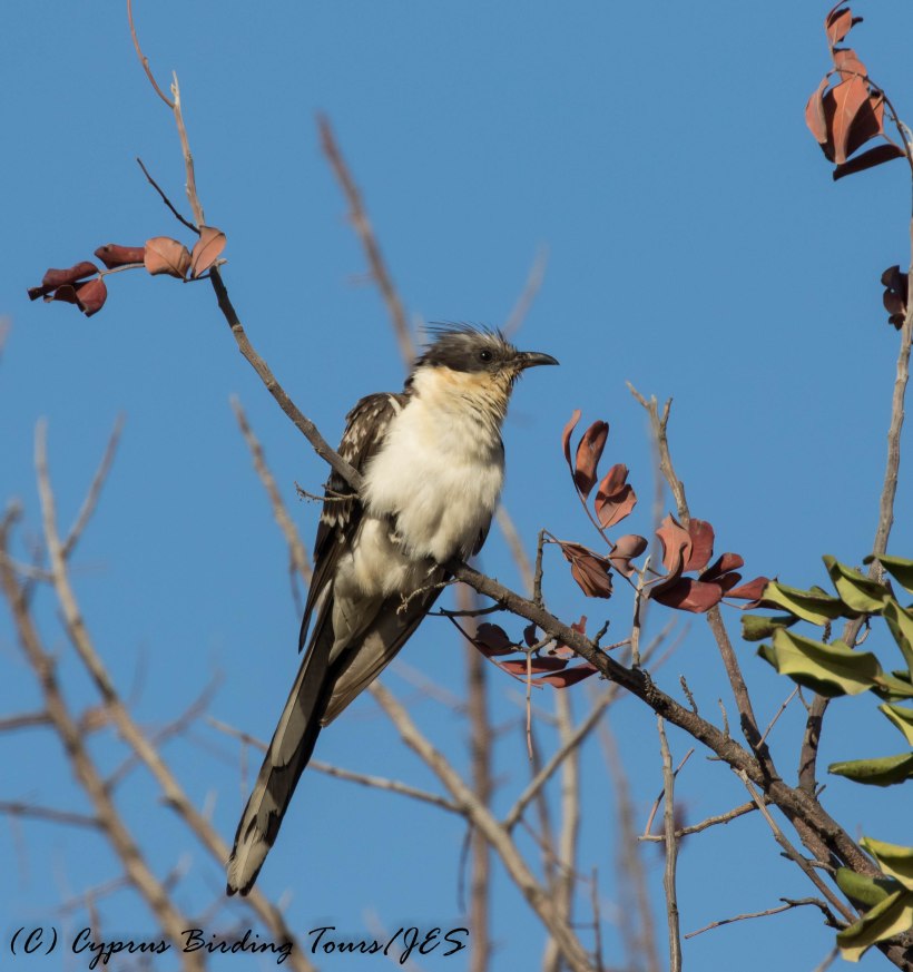 Great Spotted Cuckoo, Mennogeia, 23rd April 2017 (c) Cyprus Birding Tours